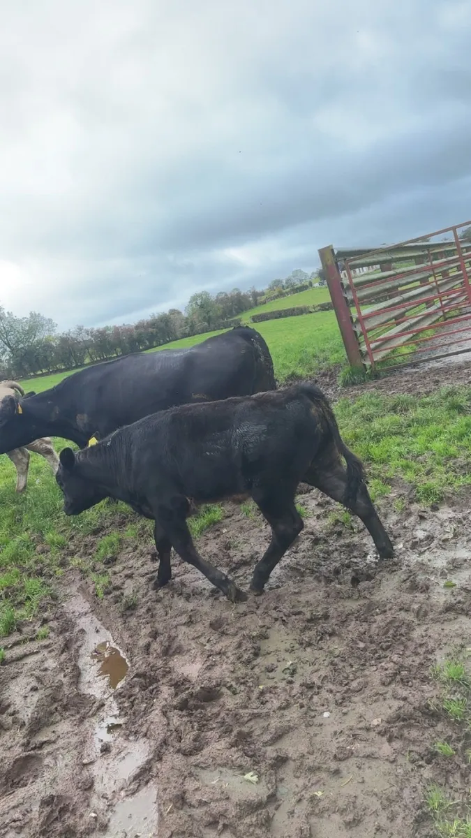 First calved heifers - Image 2