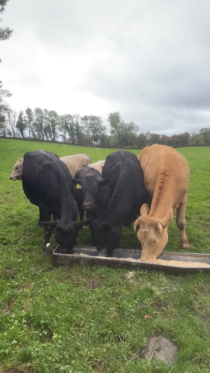 First calved heifers - Image 3