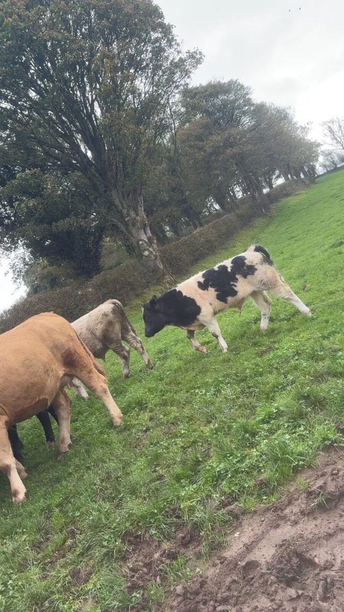 First calved heifers - Image 4