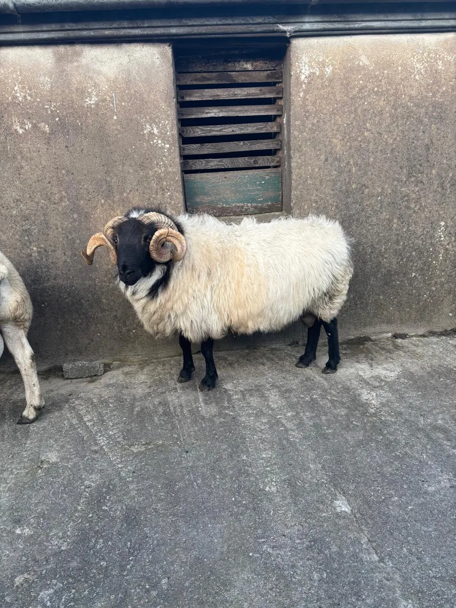 Horny Ram - Image 1