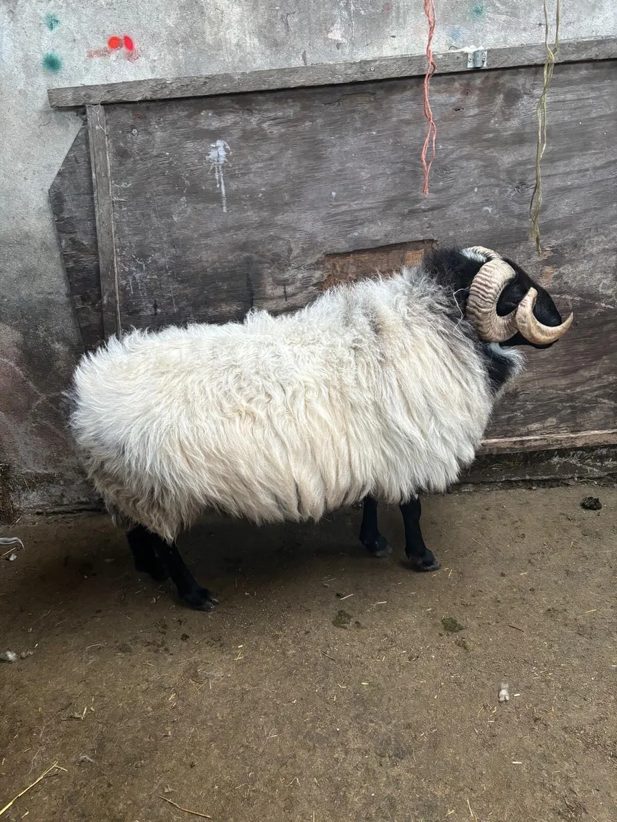 Horny Ram - Image 2