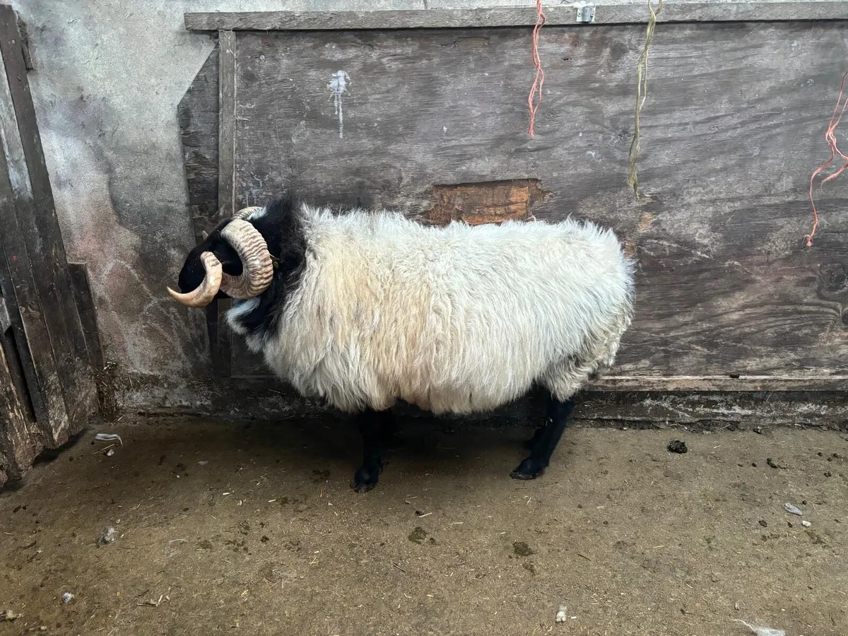 Horny Ram - Image 3