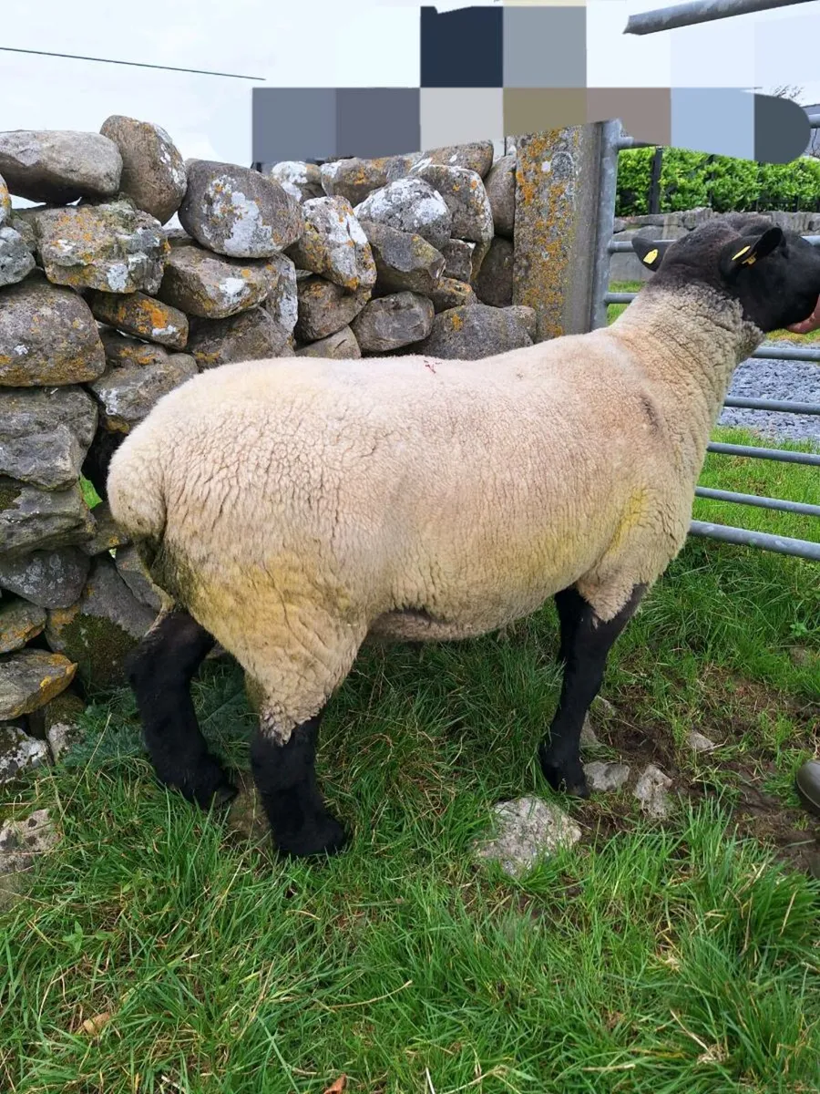Suffolk Ram - Image 3