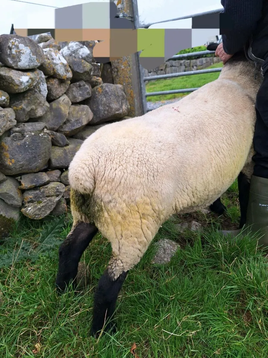 Suffolk Ram - Image 1