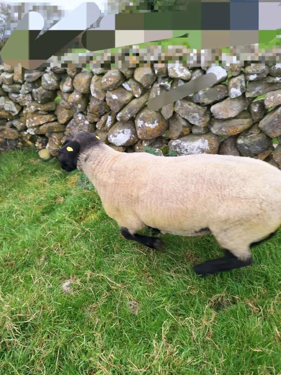 Suffolk Ram - Image 4