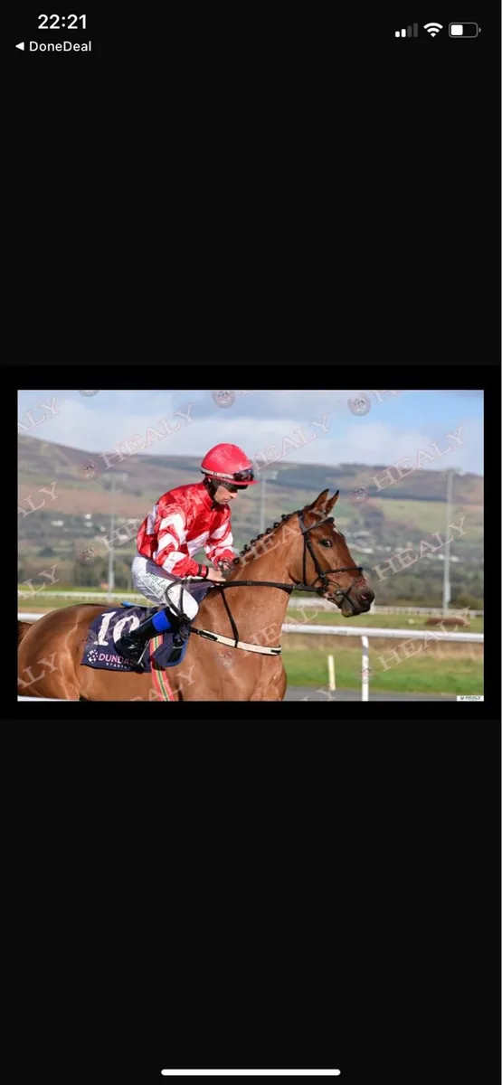 4yr old mare by Smooth Daddy - Image 2