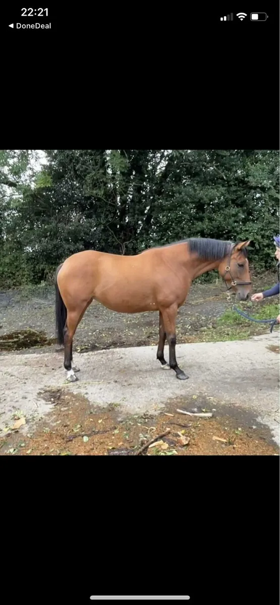 4yr old mare by Smooth Daddy - Image 3
