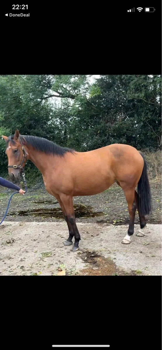 4yr old mare by Smooth Daddy - Image 4