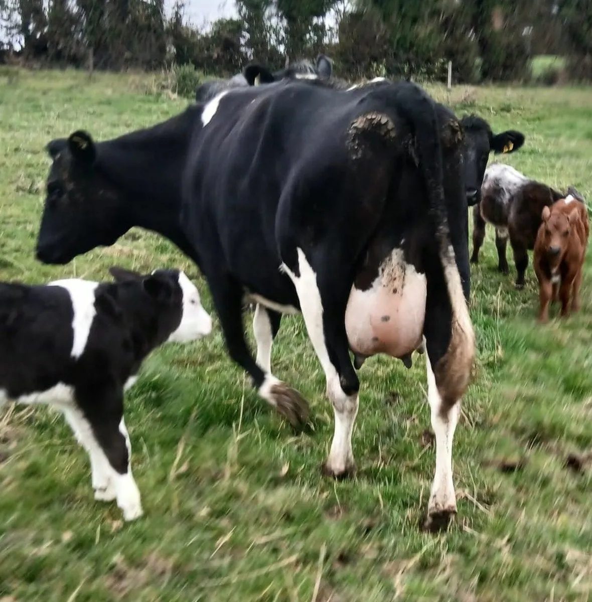 Friesian cow- freshly calved - Image 1