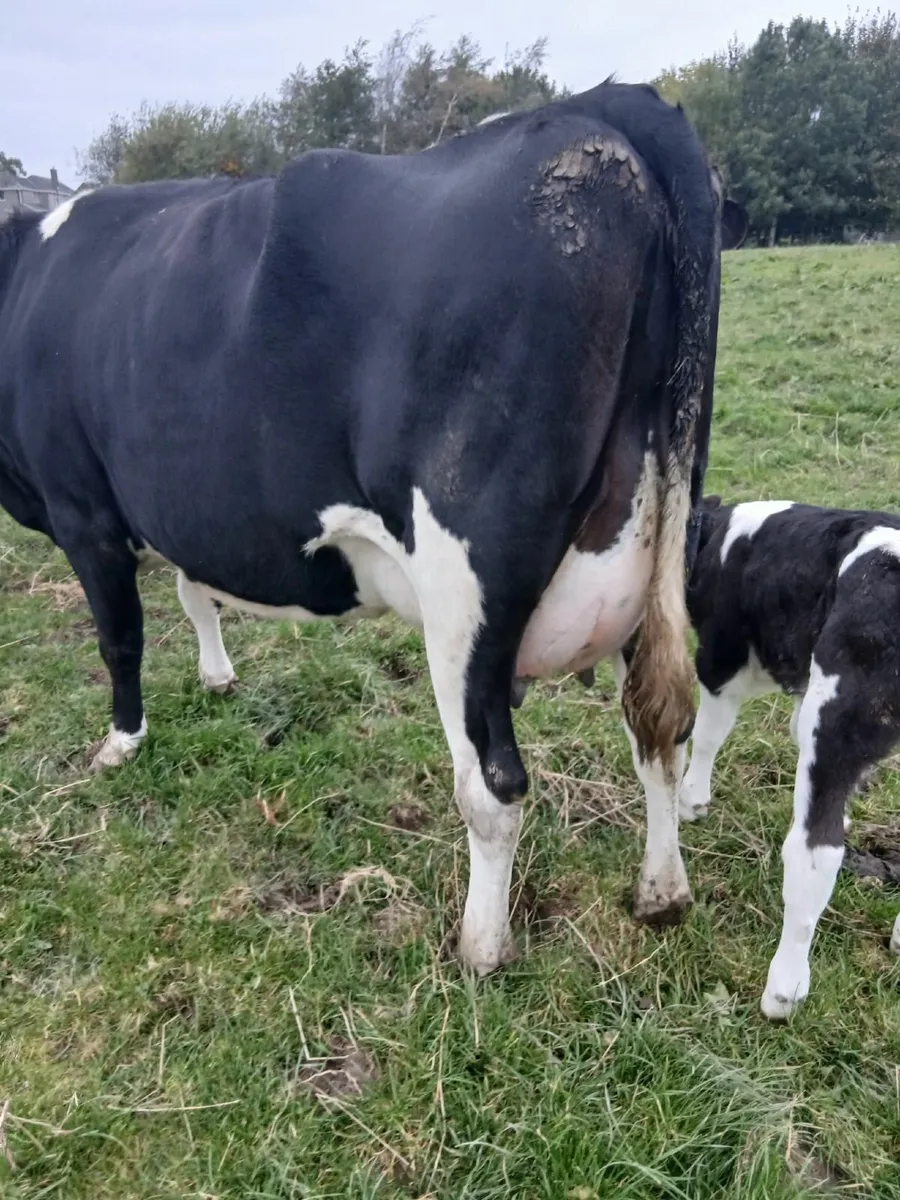 Friesian cow- freshly calved - Image 2