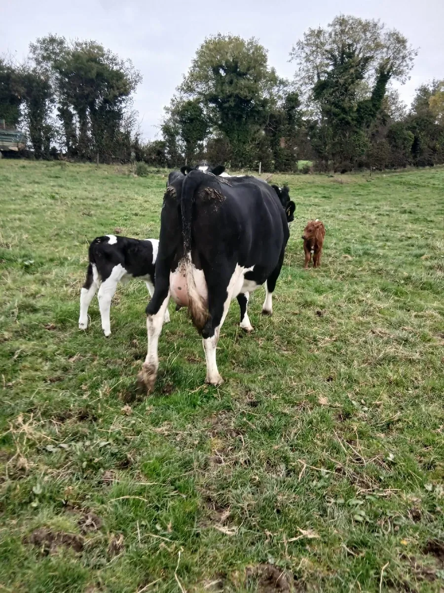 Friesian cow- freshly calved - Image 3