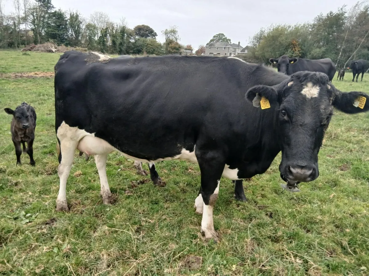 Friesian cow- freshly calved - Image 4