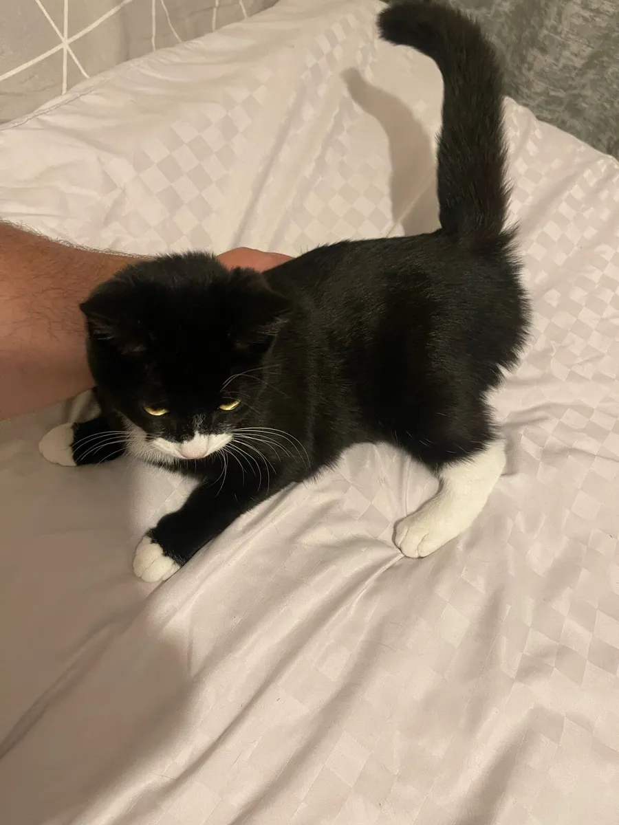 🐾 6-Month-Old Kitten Looking for a Loving Home 🐱 - Image 1