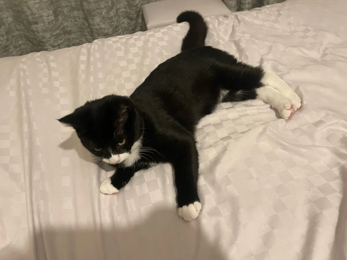 🐾 6-Month-Old Kitten Looking for a Loving Home 🐱 - Image 2