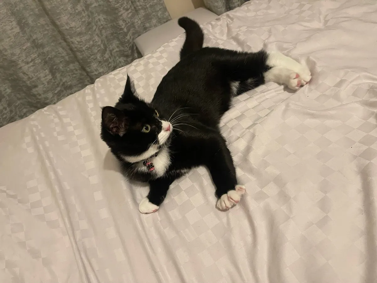 🐾 6-Month-Old Kitten Looking for a Loving Home 🐱 - Image 3
