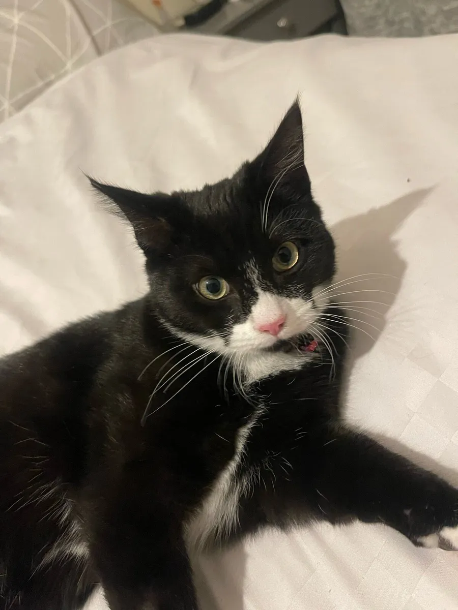 🐾 6-Month-Old Kitten Looking for a Loving Home 🐱 - Image 4