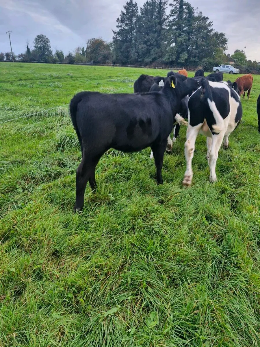 Weanlings - Image 2