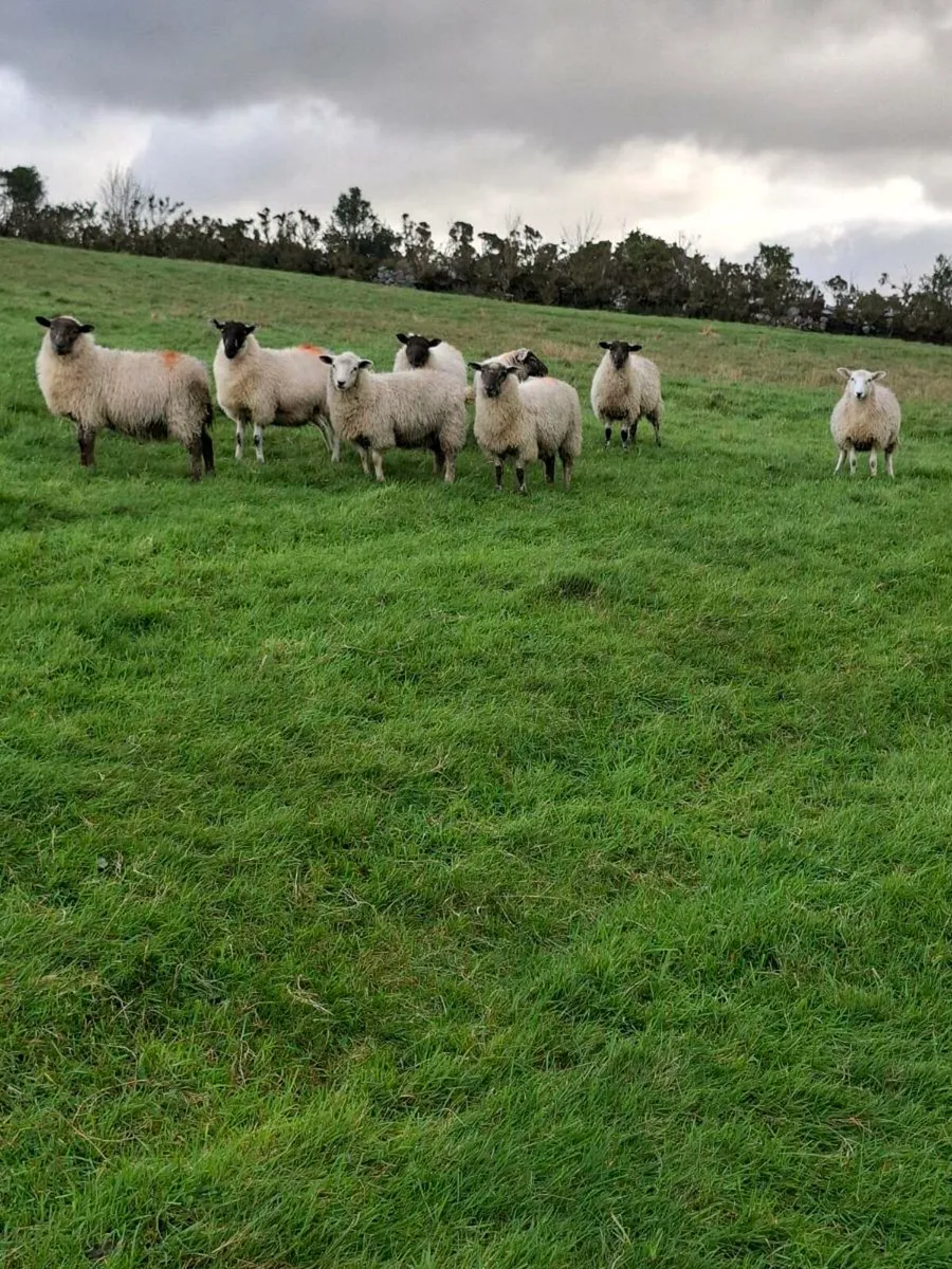 8 Ewe Lambs - Image 1