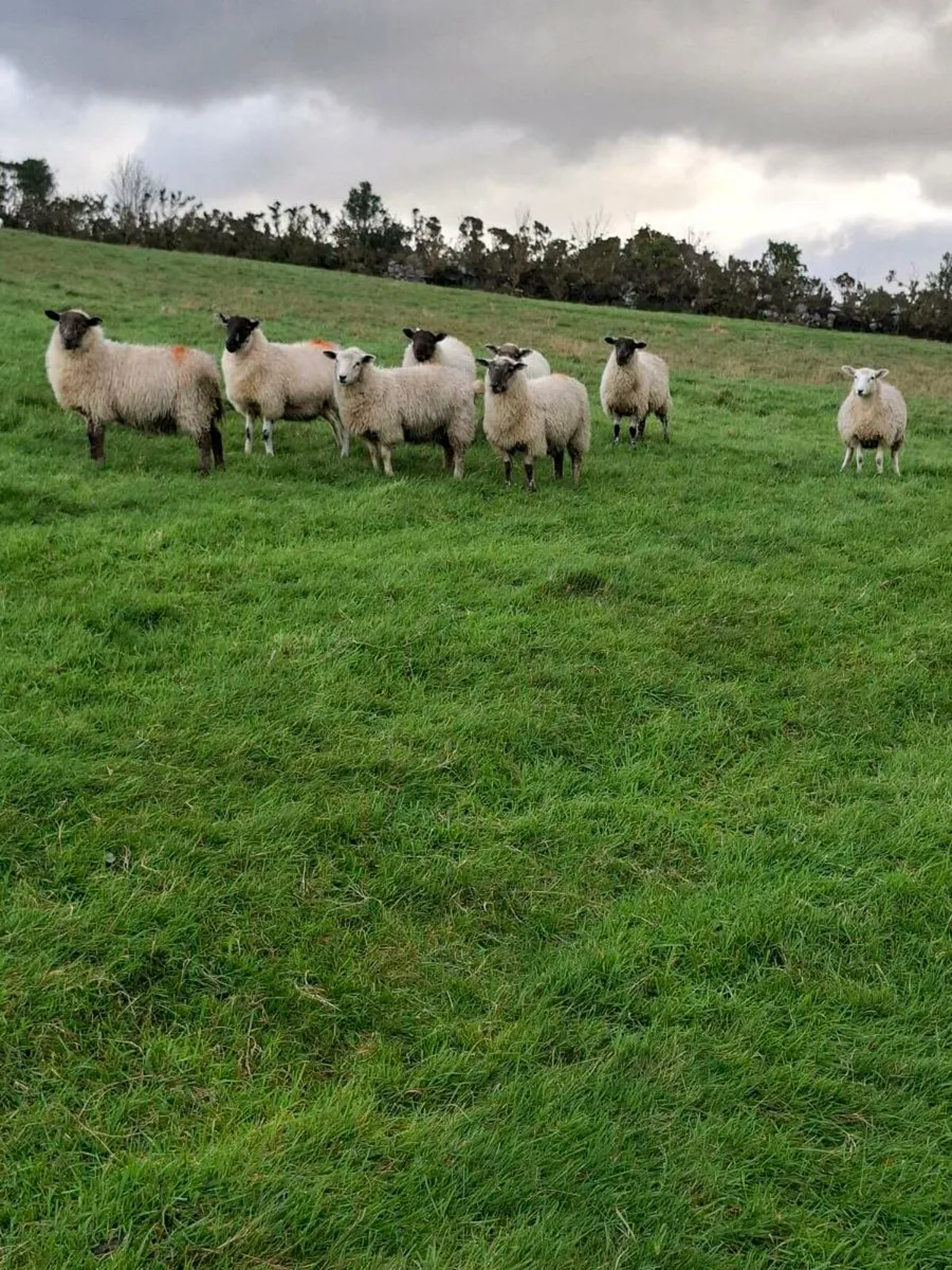 8 Ewe Lambs - Image 2