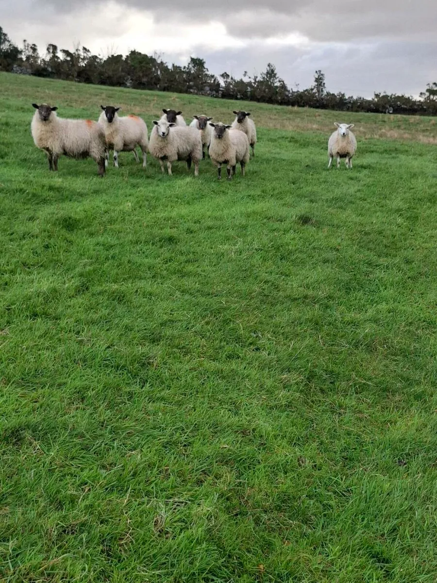 8 Ewe Lambs - Image 3