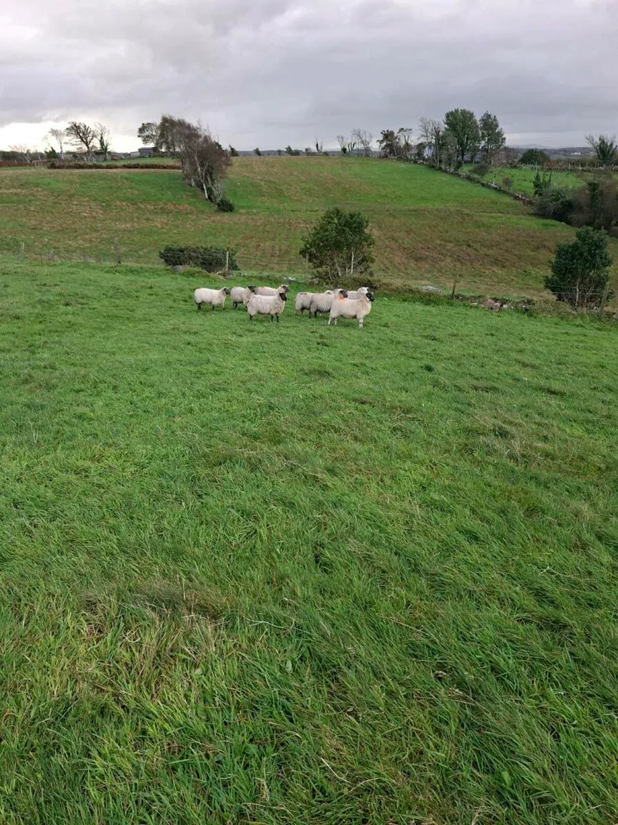8 Ewe Lambs - Image 4