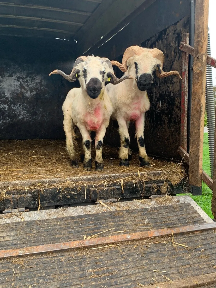 2 black nose valais ram hoggots