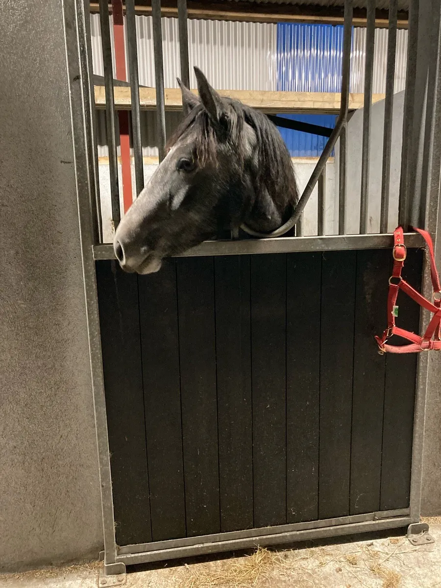 ⭐️Connemara Filly ⭐️ - Image 1