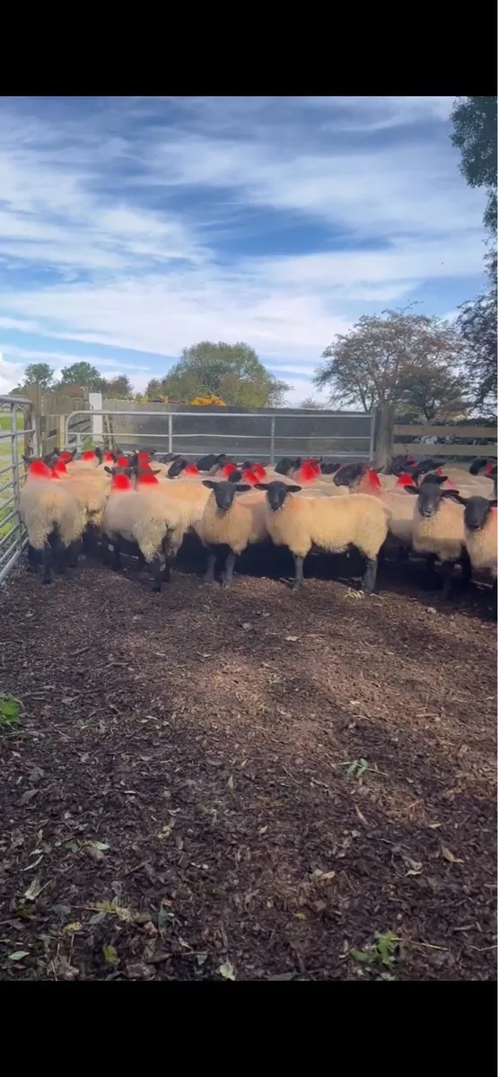 Suffolk Mule Ewe Lambs - Image 1