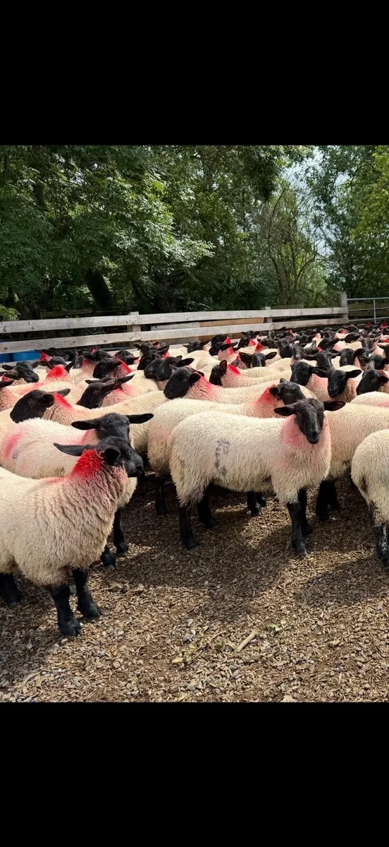 Suffolk Mule Ewe Lambs - Image 2
