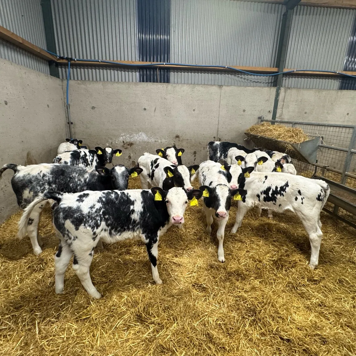 12 BB Heifers - Image 1