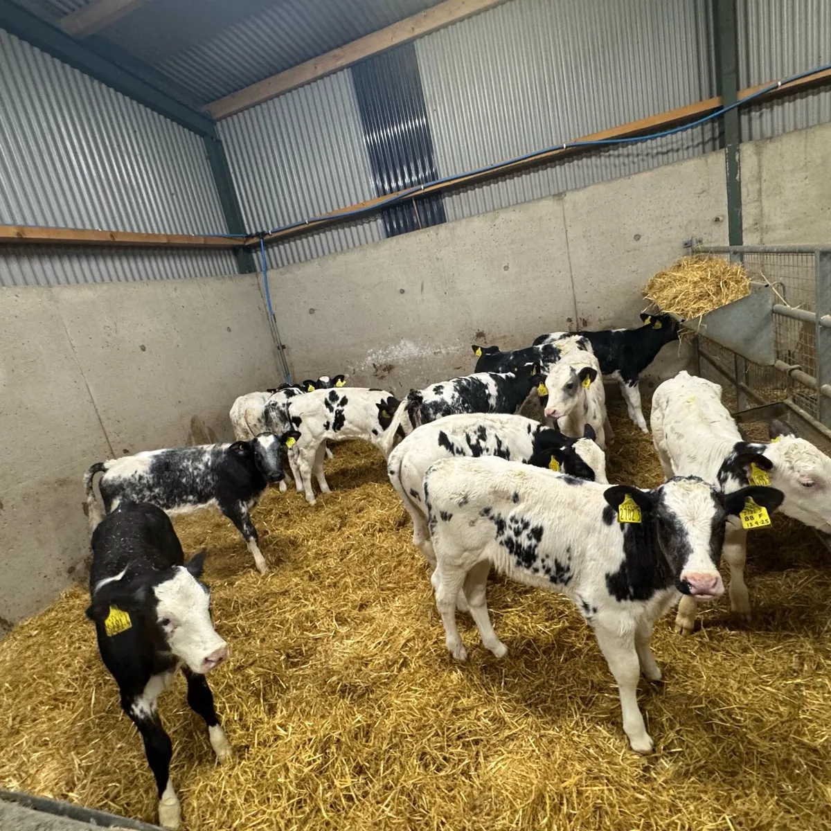 12 BB Heifers - Image 2