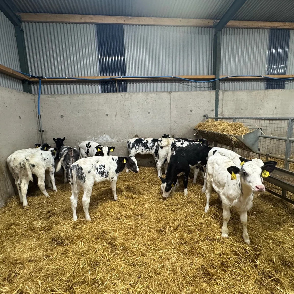 12 BB Heifers - Image 3