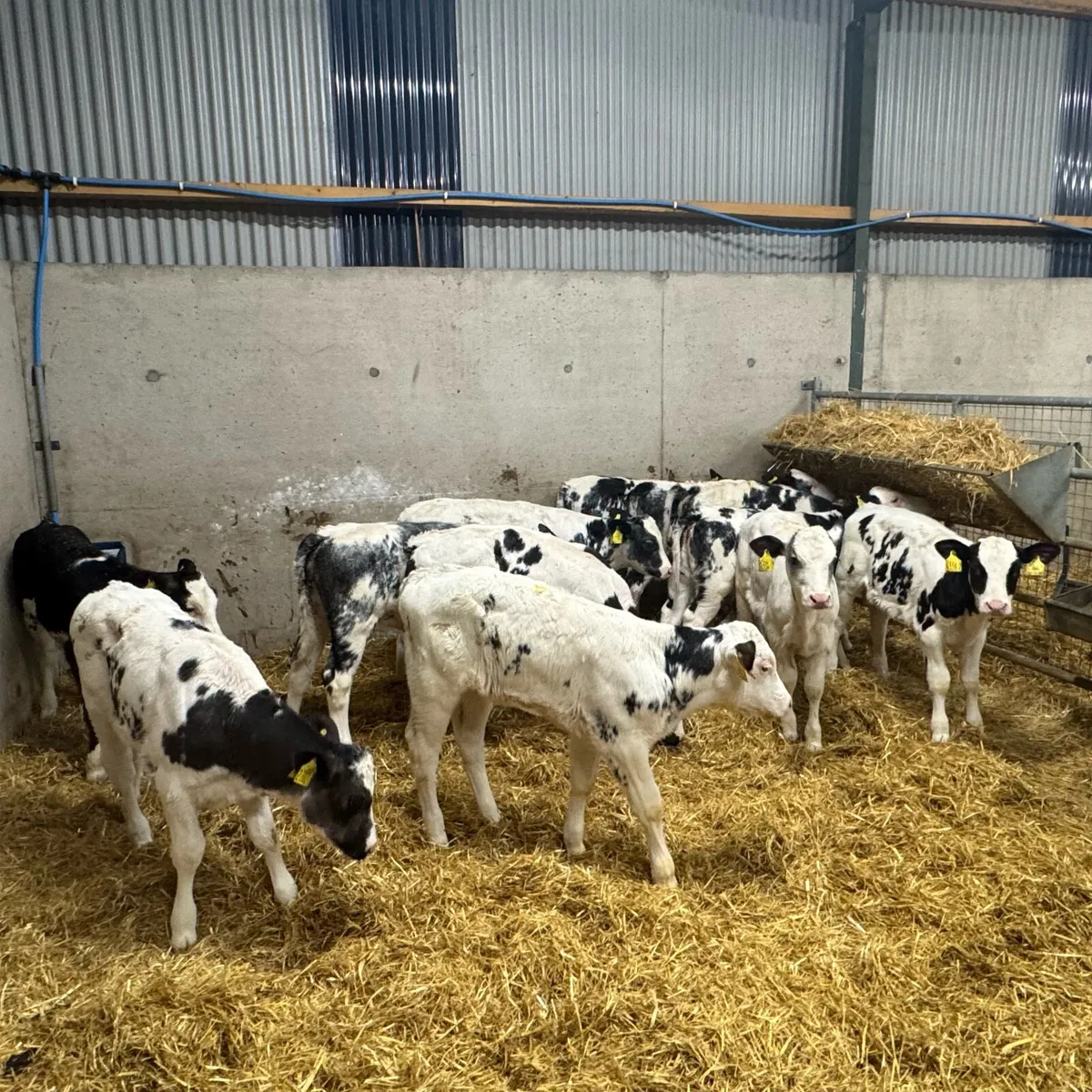 12 BB Heifers - Image 4