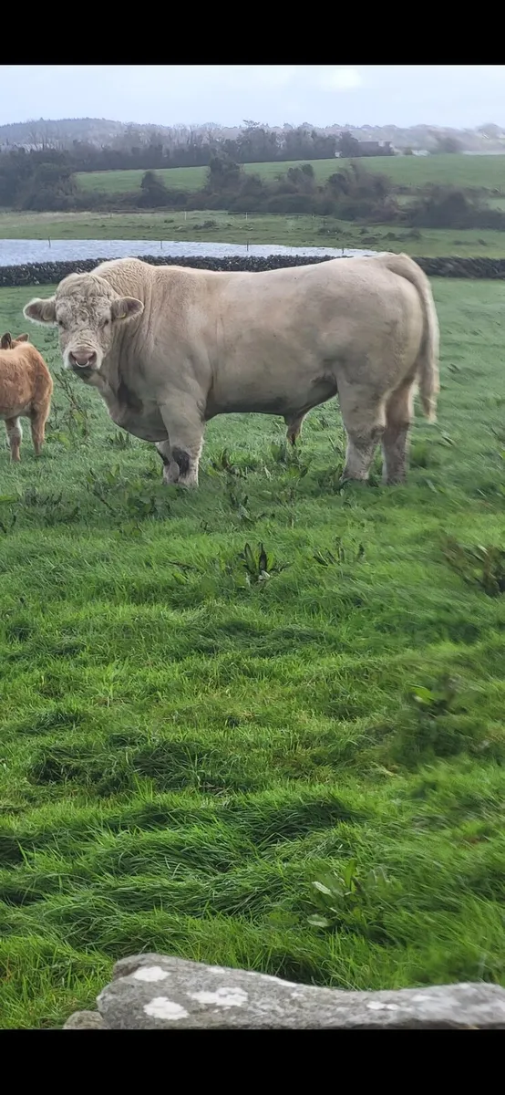 Pedigree Charolais Bulls for sale - Image 2