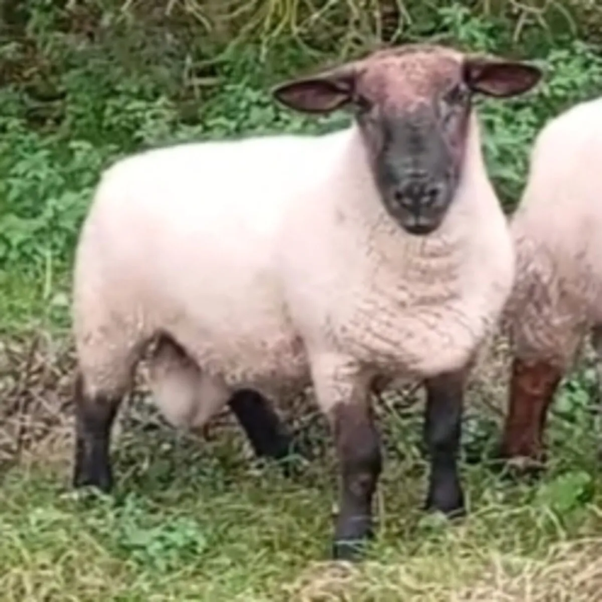 Hogget rams - Image 1