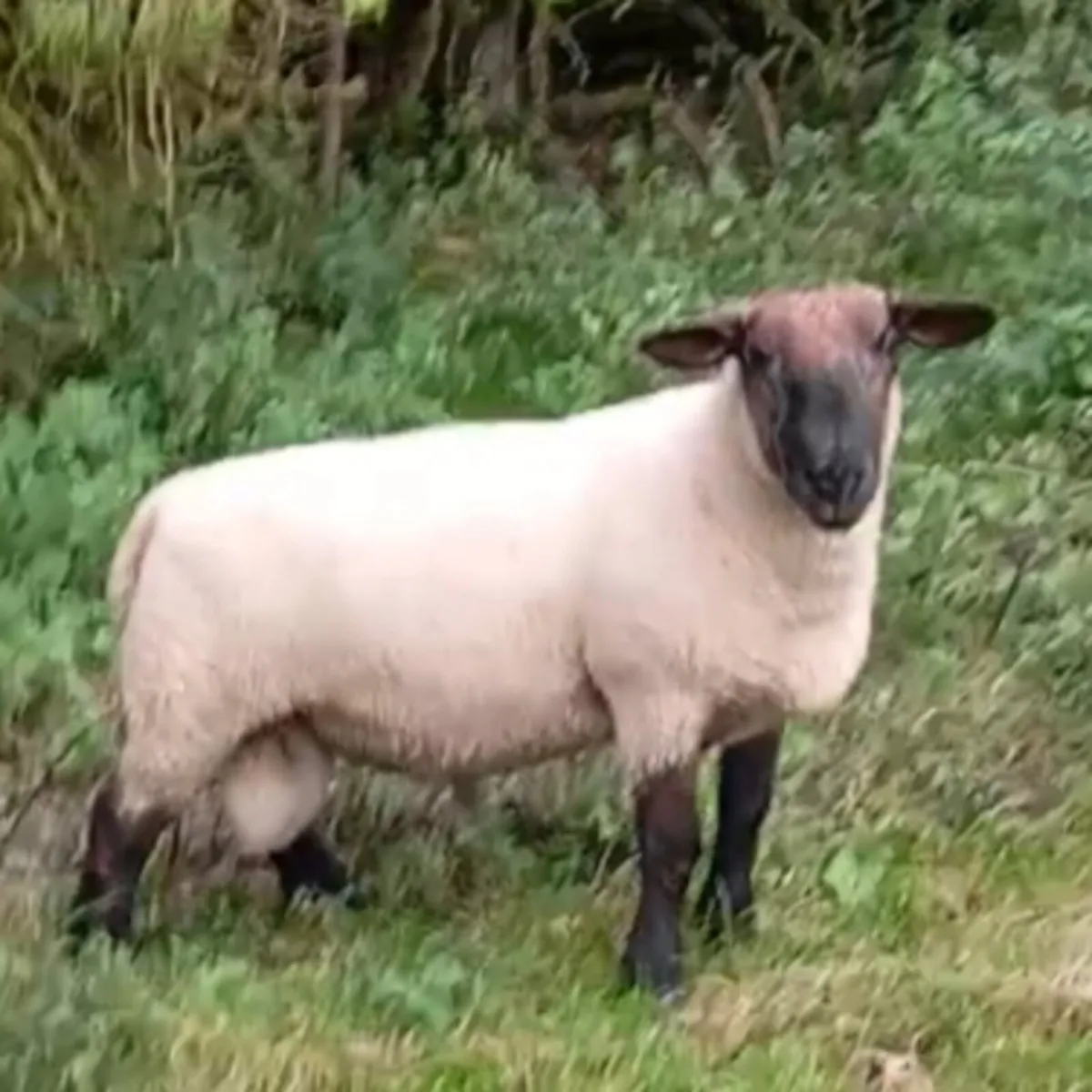 Hogget rams - Image 2