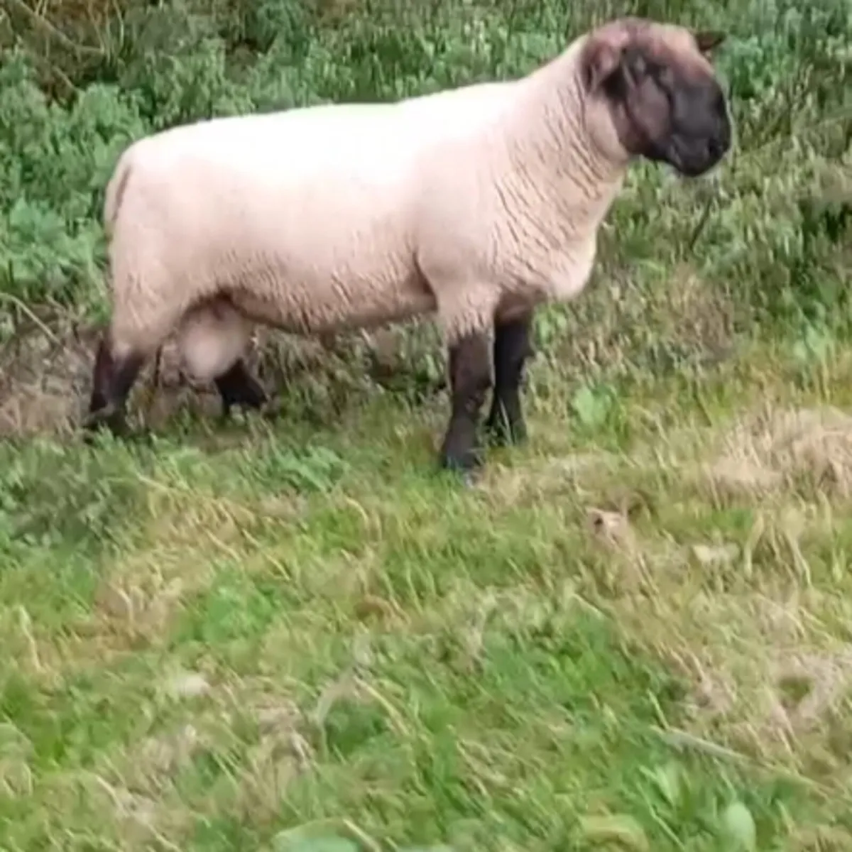 Hogget rams - Image 3