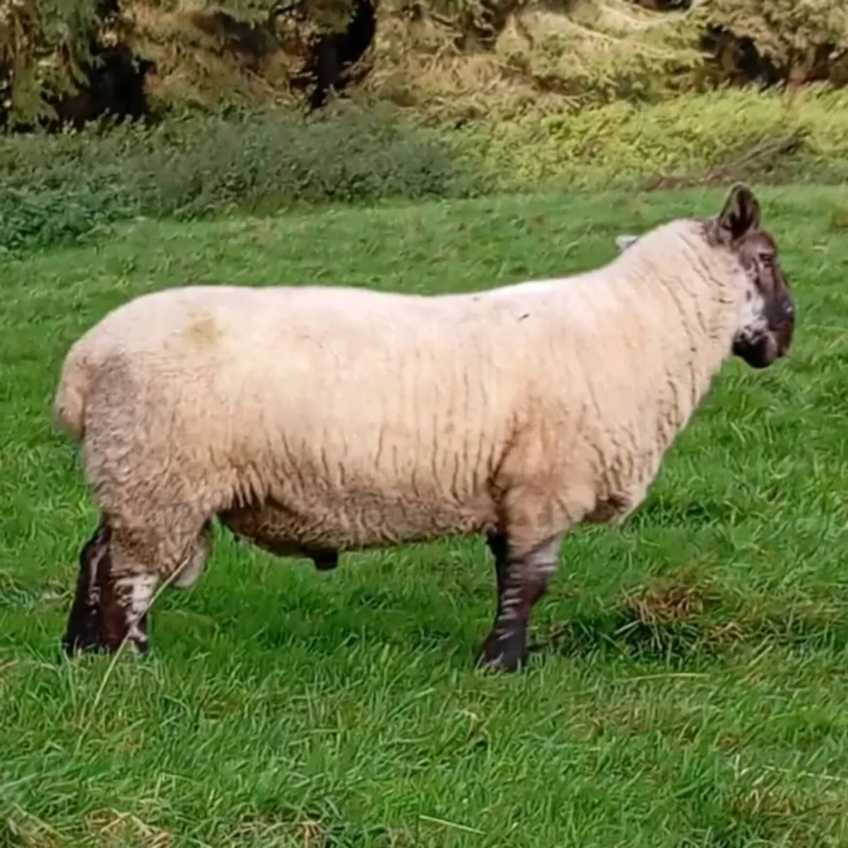 Hogget rams - Image 4