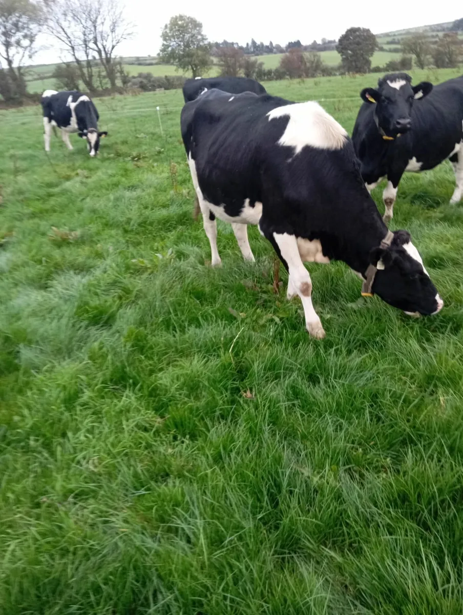 In calf heifers - Image 4