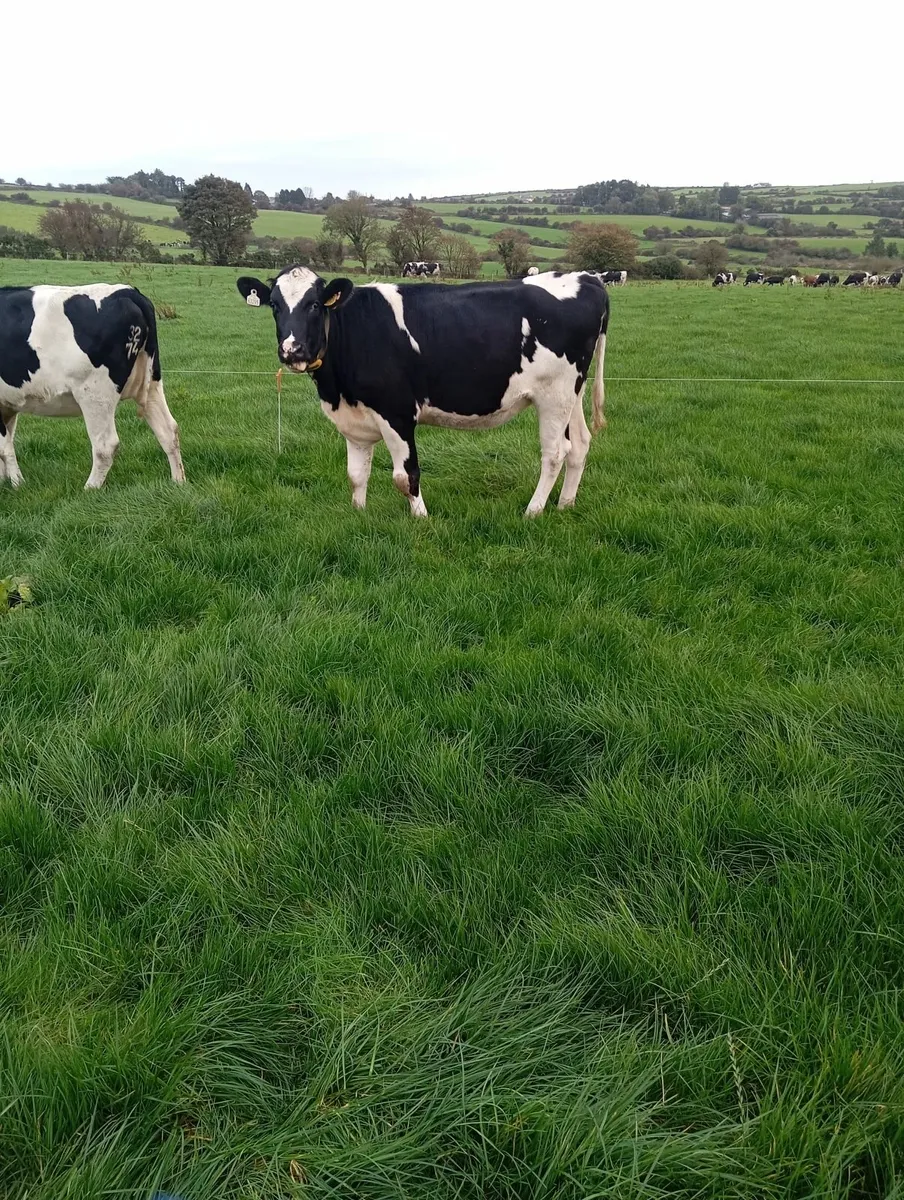 In calf heifers - Image 1