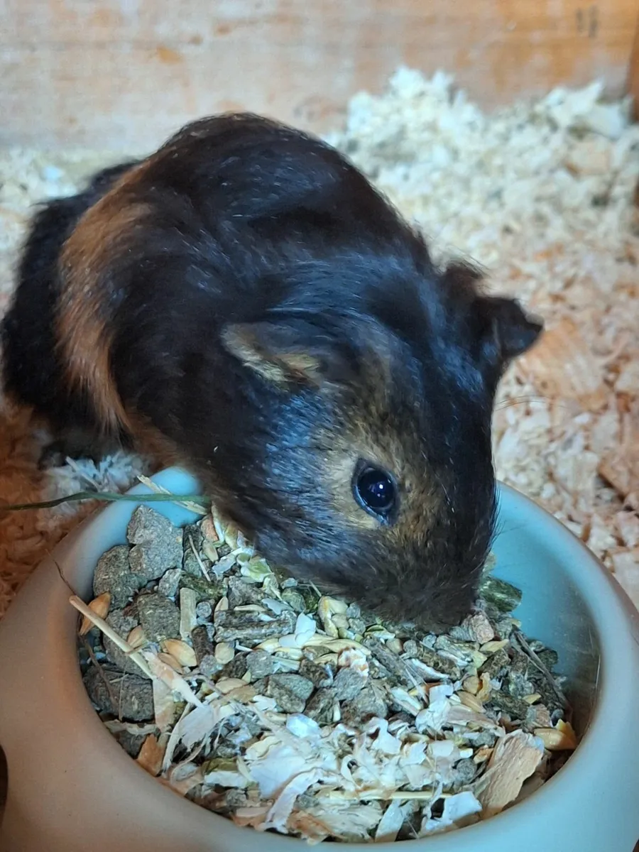 Guinea pigs - Image 1