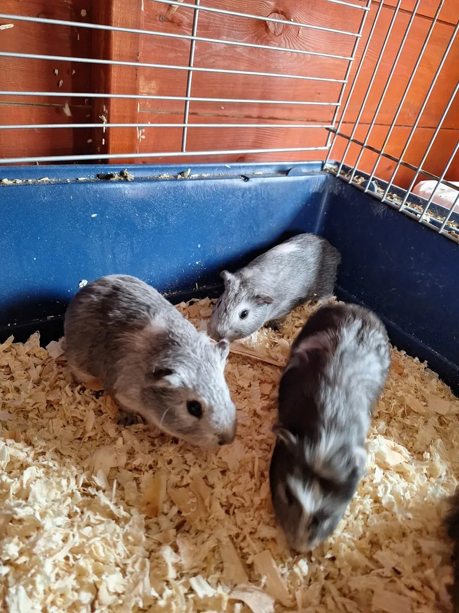 Guinea pigs - Image 2