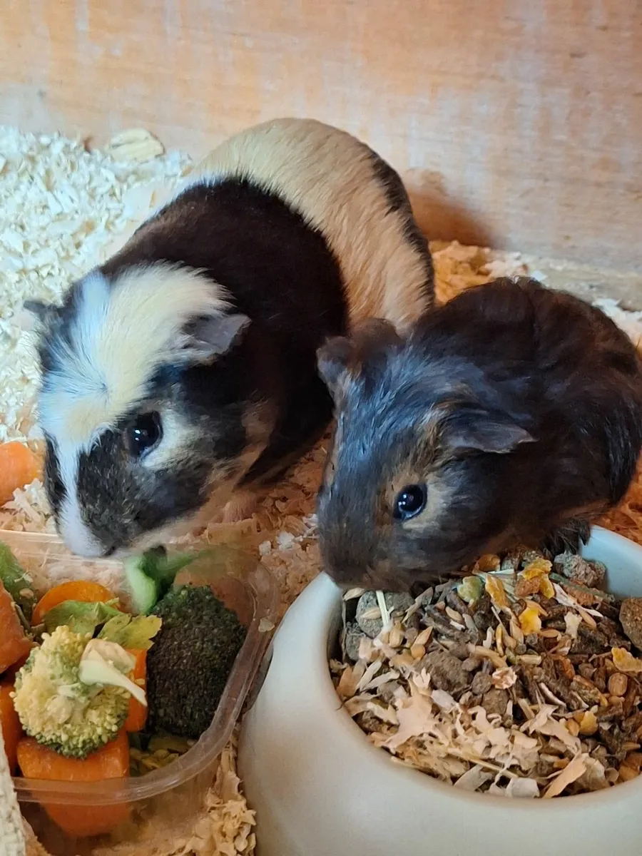 Guinea pigs - Image 3