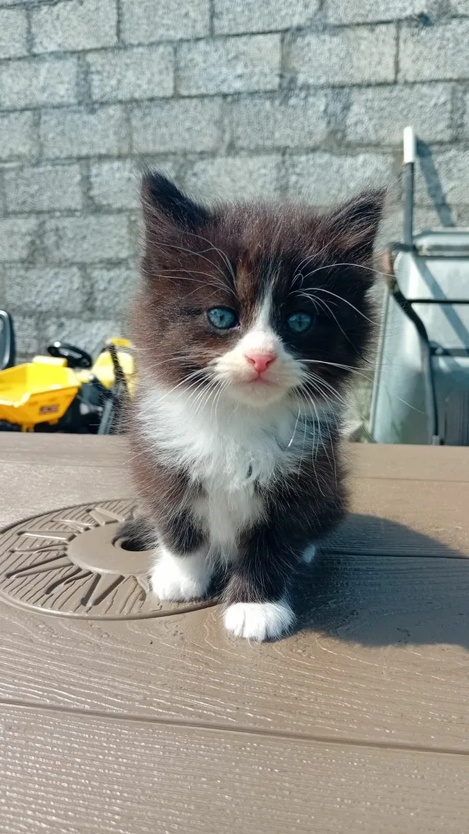 Kittens - Image 1