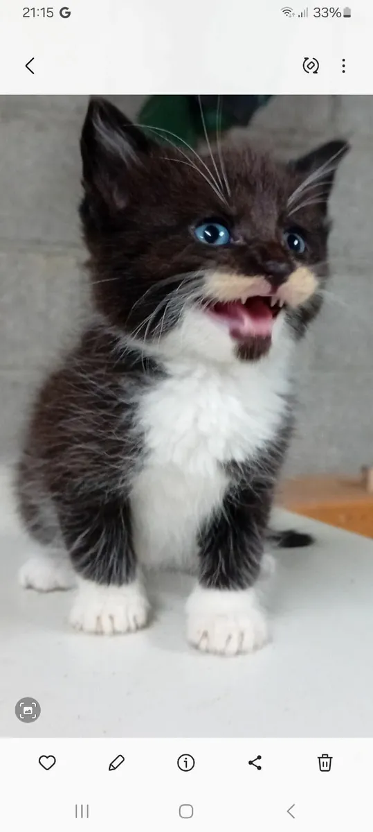 Kittens - Image 2