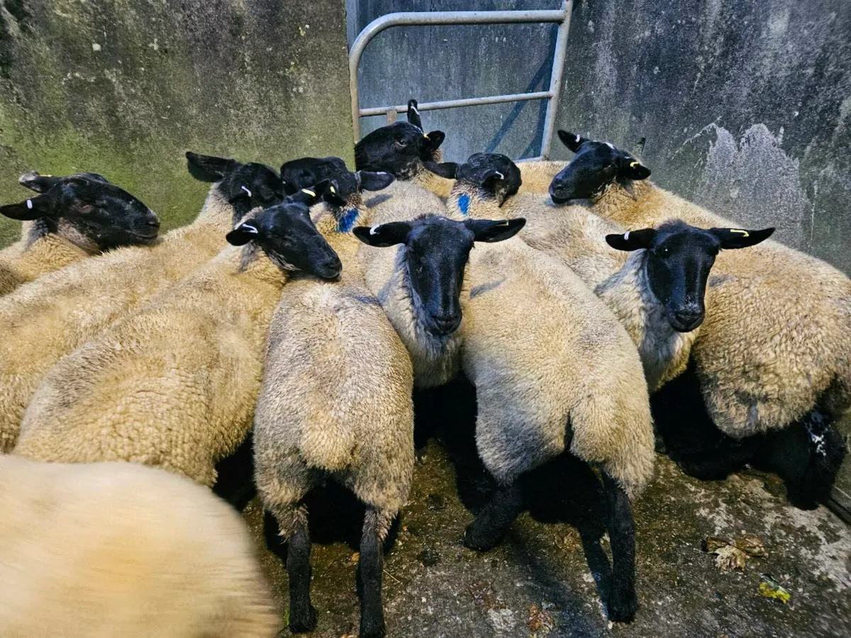 Hoggets - Image 1