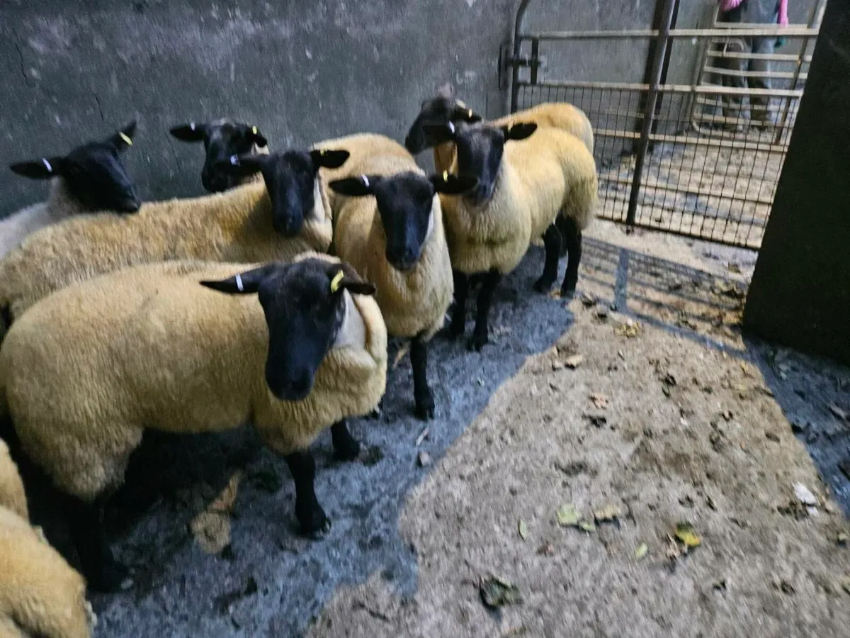 Hoggets - Image 2