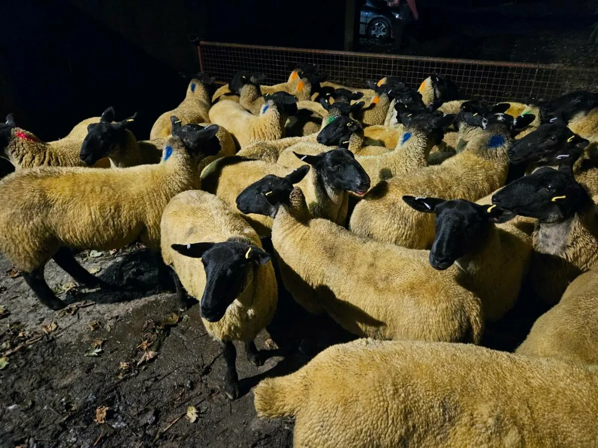 Hoggets - Image 3