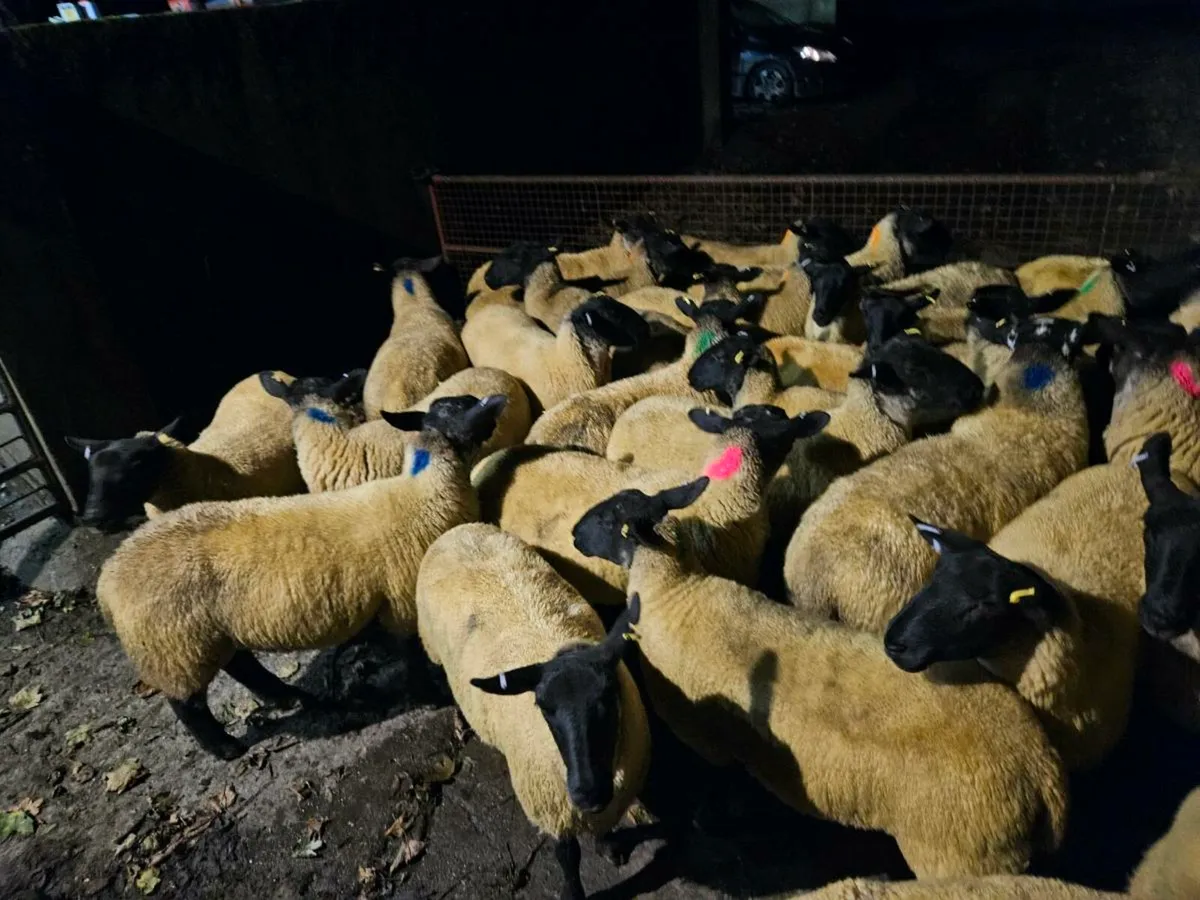 Hoggets - Image 4