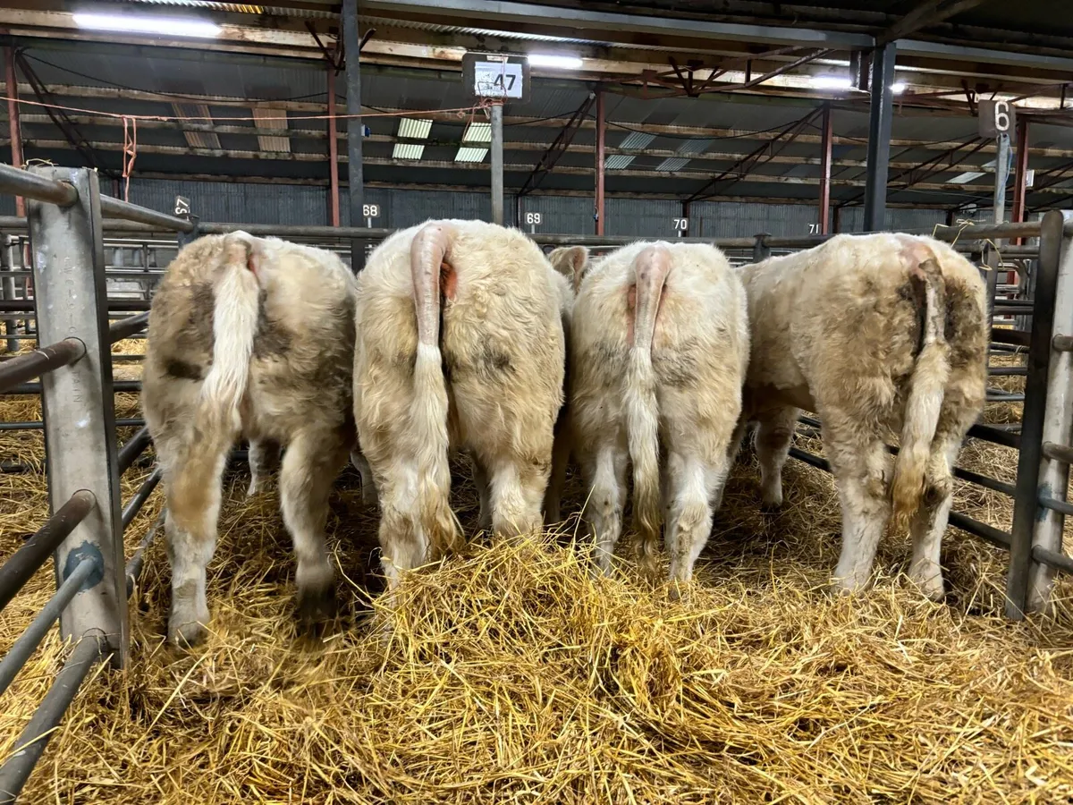 Charolais - Image 1